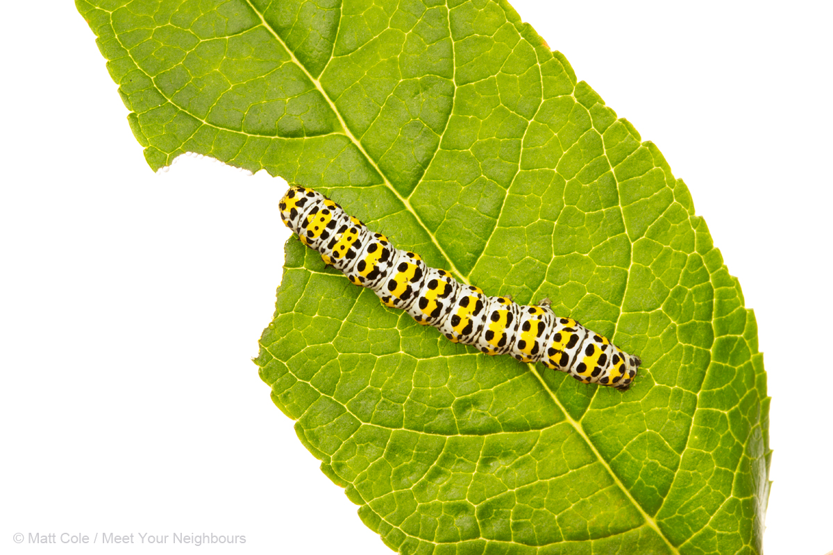 MYN Mullein Moth caterpillar 1